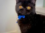 Zorro - Exotic Cat For Sale - Roseville&comma; CA&comma; US