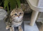 Luna - Scottish Fold Kitten For Sale - Naperville&comma; IL&comma; US