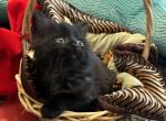 Siberian Max kitten - Siberian Kitten For Sale - Hackettstown&comma; NJ&comma; US