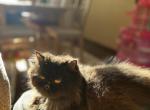 Onyx black Persian female with peke face - Persian Cat For Sale - PA&comma; US