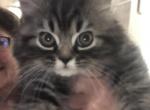 Gorgeous silver Persian male - Persian Kitten For Sale - Benbrook&comma; TX&comma; US