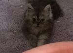 Miss Feminine silver Persian female - Persian Kitten For Sale - Benbrook&comma; TX&comma; US