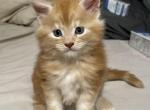 Cheeto - Maine Coon Kitten For Sale - Fredericksburg&comma; VA&comma; US