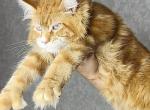 Matthew - Maine Coon Cat For Sale - Odesa&comma; Odessa Oblast&comma; UA