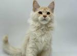 Saliver - Maine Coon Kitten For Sale - Odesa&comma; Odessa Oblast&comma; UA