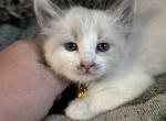 Allie - Snowshoe Kitten For Sale - Plainfield&comma; IN&comma; US