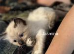 Jasmine - Balinese Kitten For Sale - Plainfield&comma; IN&comma; US