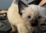 Angel - Balinese Kitten For Sale - Plainfield&comma; IN&comma; US