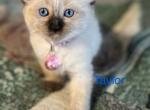 Taylor - Balinese Kitten For Sale - Plainfield&comma; IN&comma; US