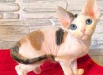 Honda - Devon Rex Kitten For Sale - Norwalk&comma; CT&comma; US