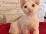 Fortuna - Devon Rex Kitten For Sale - Norwalk&comma; CT&comma; US