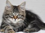 Peppi - Siberian Kitten For Sale - Pembroke Pines&comma; FL&comma; US