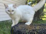 Frosty - Brazilian Shorthair Kitten For Sale