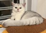 Bri Jack - British Shorthair Cat For Sale - New York&comma; NY&comma; US