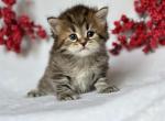 Filip - Siberian Kitten For Sale - Prospect Heights&comma; IL&comma; US
