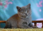 Vasiliy - British Shorthair Kitten For Sale - Grayslake&comma; IL&comma; US