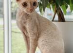 Devon Rex Red With White - Devon Rex Cat For Sale - Hollywood&comma; FL&comma; US