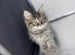 Fiji - Siberian Kitten For Sale - Glenn Heights&comma; TX&comma; US