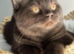 Louis - British Shorthair Cat For Sale - Sacramento&comma; CA&comma; US