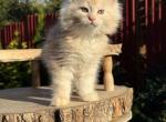 Lisa female DS - Maine Coon Kitten For Sale - Odesa&comma; Odessa Oblast&comma; UA