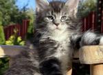 Silver male - Maine Coon Kitten For Sale - Odesa&comma; Odessa Oblast&comma; UA