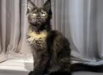 Fiona polydactyl female - Maine Coon Kitten For Sale - Odesa&comma; Odessa Oblast&comma; UA