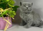 Skay - British Shorthair Kitten For Sale - Brooklyn&comma; NY&comma; US