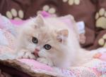 Nemir Bri - British Shorthair Kitten For Sale - Brooklyn&comma; NY&comma; US