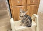 Rare Pixiebob female - Pixie-Bob Kitten For Sale