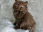 Kelly - British Shorthair Kitten For Sale - Brooklyn&comma; NY&comma; US