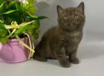 Richman - British Shorthair Cat For Sale - Brooklyn&comma; NY&comma; US