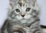 Gio - Maine Coon Kitten For Sale - Brooklyn&comma; NY&comma; US