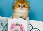 Saphir - Scottish Straight Kitten For Sale - Brooklyn&comma; NY&comma; US