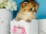 Simba - Scottish Straight Kitten For Sale - Brooklyn&comma; NY&comma; US