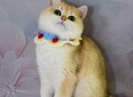 Dior - British Shorthair Kitten For Sale - Brooklyn&comma; NY&comma; US