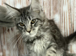 Tim - Maine Coon Cat For Sale - Brighton&comma; CO&comma; US