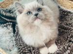 Beamer - Ragdoll Kitten For Sale - Saint Clair&comma; MI&comma; US