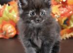 Shadow - Maine Coon Kitten For Sale - Champaign&comma; IL&comma; US