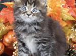 Titan - Maine Coon Kitten For Sale - Champaign&comma; IL&comma; US