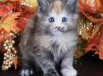 Zara - Maine Coon Kitten For Sale - Champaign&comma; IL&comma; US