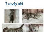 Gizmo - Bengal Kitten For Sale - ME&comma; US