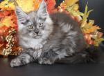 Onyx - Maine Coon Kitten For Sale - Champaign&comma; IL&comma; US