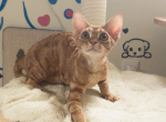 Pika - Devon Rex Kitten For Sale - San Jose&comma; CA&comma; US