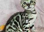 Silver Male Green Collar - Bengal Kitten For Sale - Bradner&comma; OH&comma; US