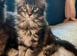 European Maine Coon kitten - Maine Coon Kitten For Sale - Dayton&comma; OH&comma; US