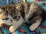 Exoticboykitten - British Shorthair Kitten For Sale - Palm Coast&comma; FL&comma; US