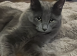 Nebelung Long Haired Russian Blue - Nebelung Cat For Sale - Kissimmee&comma; FL&comma; US