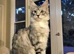 Litter O - Maine Coon Cat For Sale - Jasper&comma; GA&comma; US