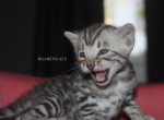 Aspen - Bengal Kitten For Sale - Baldwin&comma; MI&comma; US