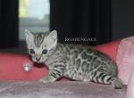 Rowan - Bengal Kitten For Sale - Baldwin&comma; MI&comma; US